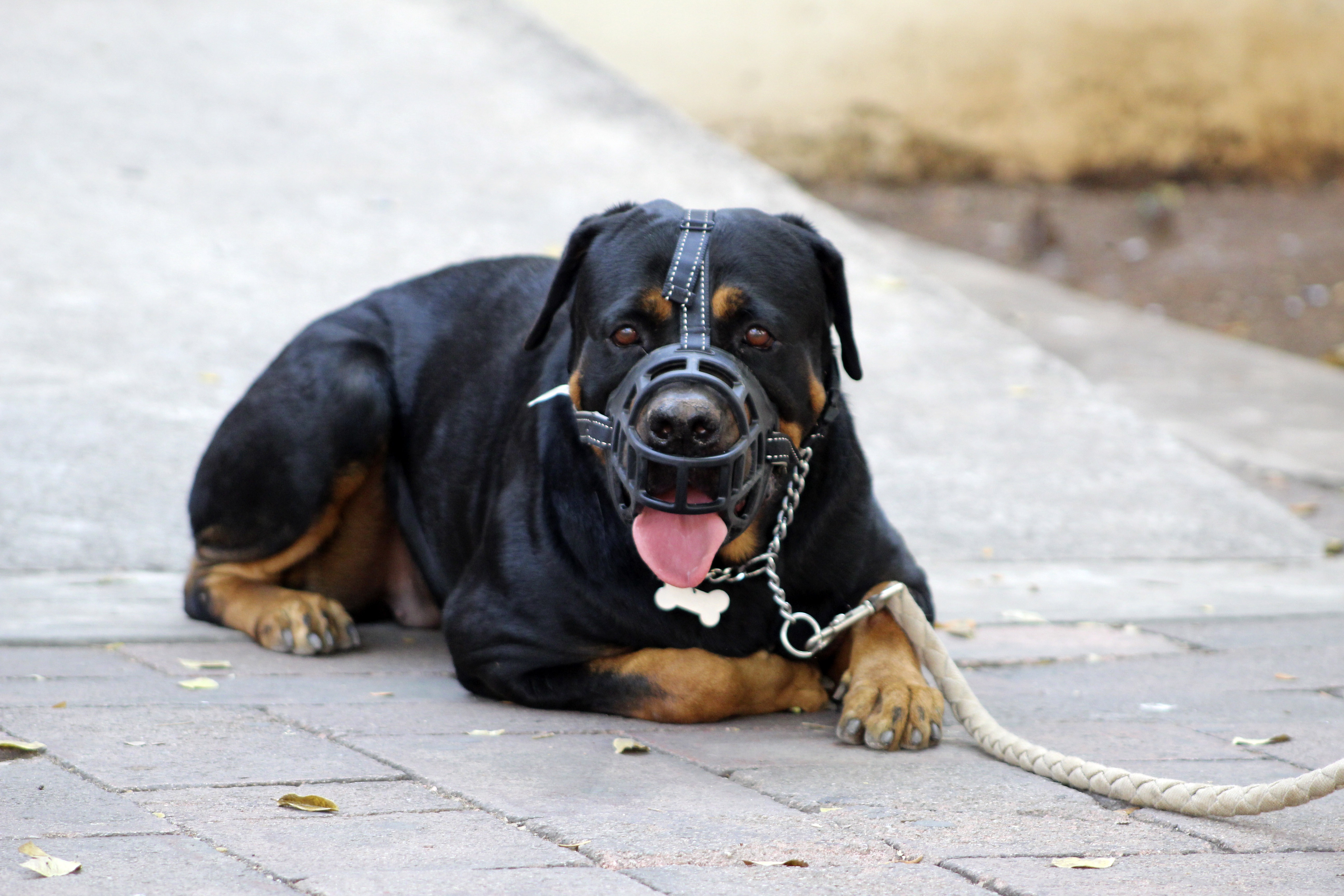 Chien de catégorie encadré lors d'une formation avec son propriétaire