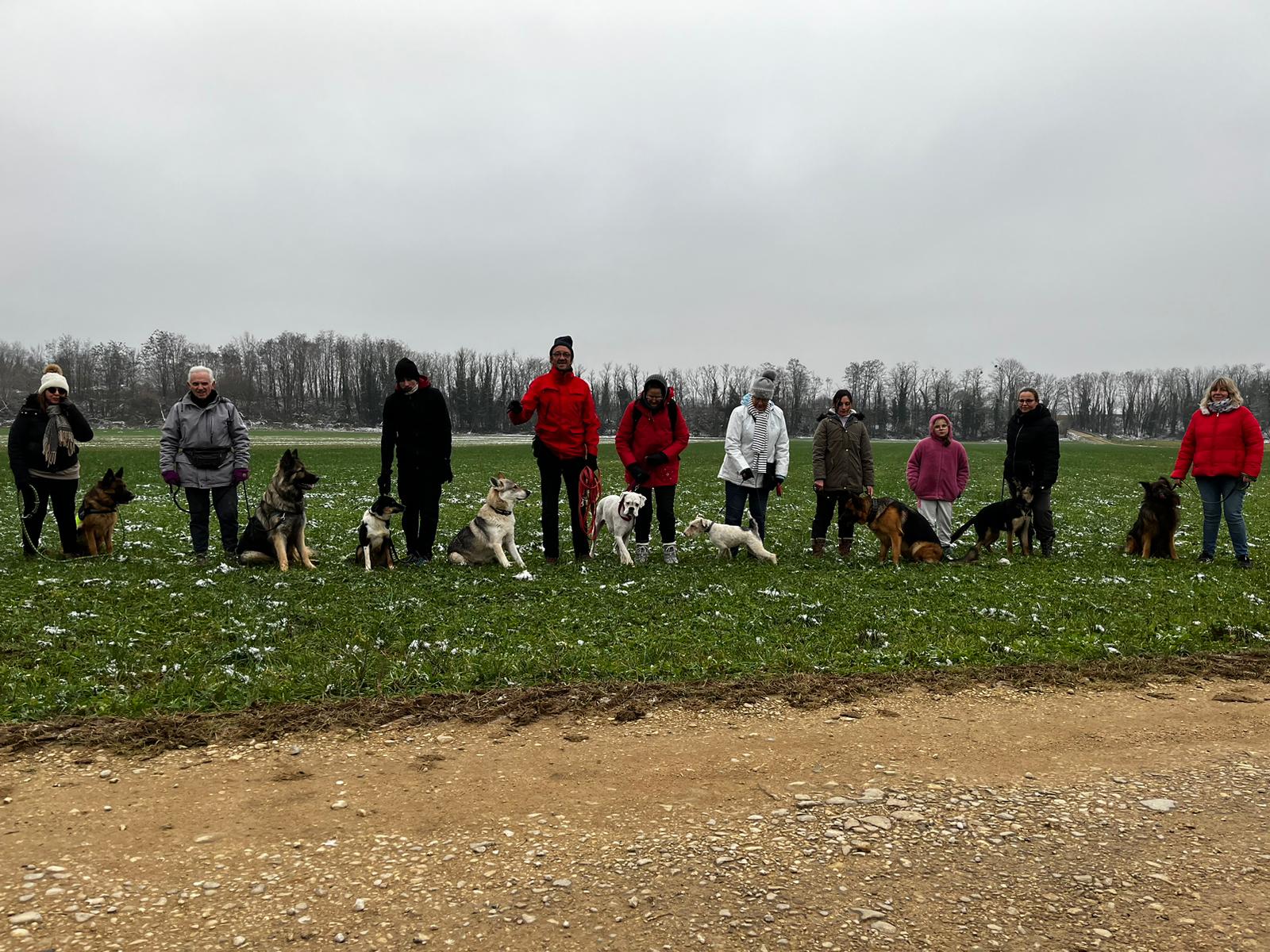 Dressage de chiens Voiteur