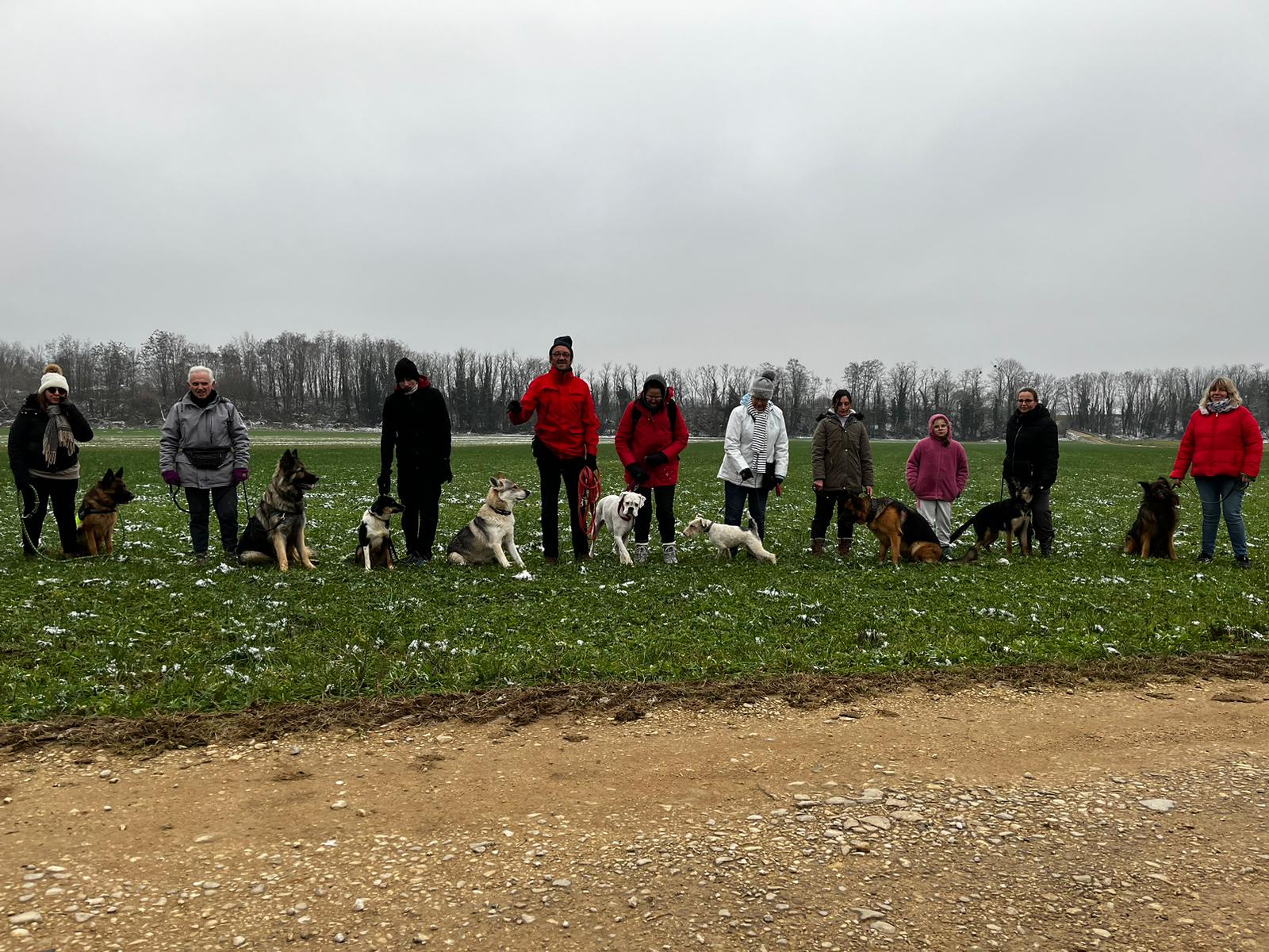 Dressage de chiens Voiteur