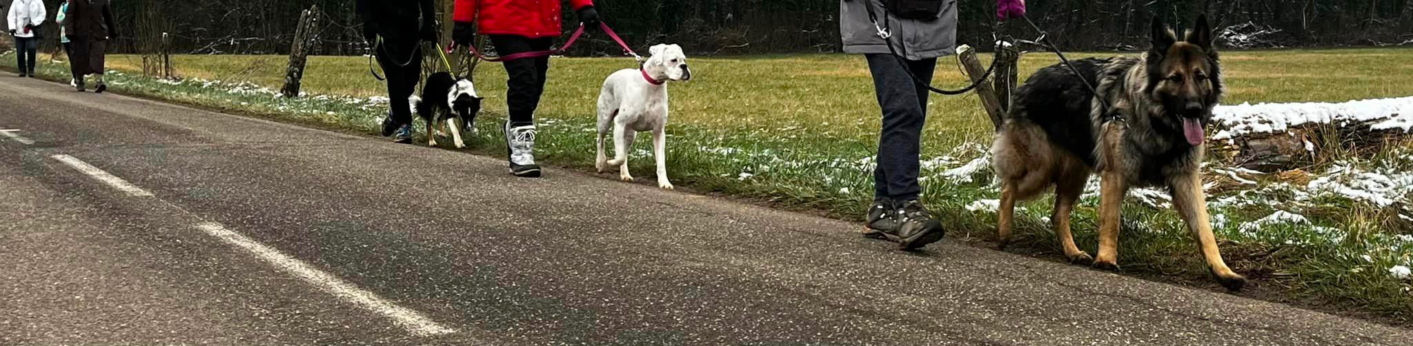 Éducation des chiots Arlay