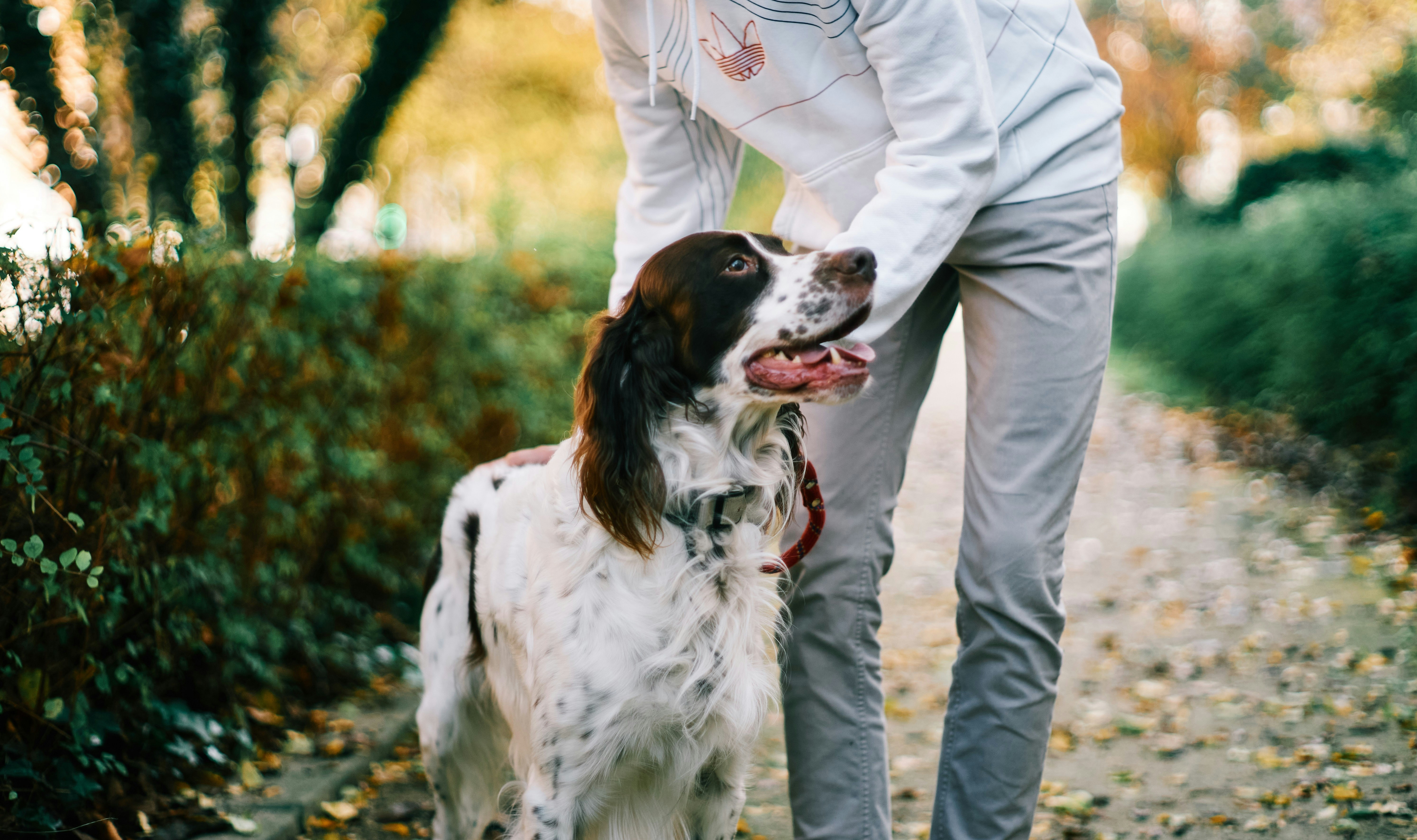 Dressage de chiens Voiteur