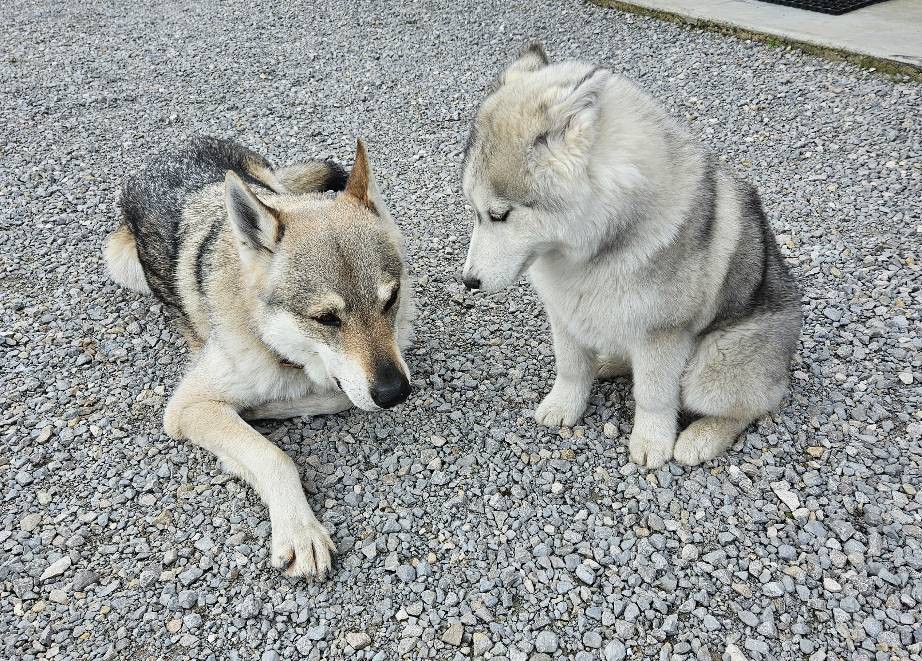 Education canine positive Lons-Le-Saunier