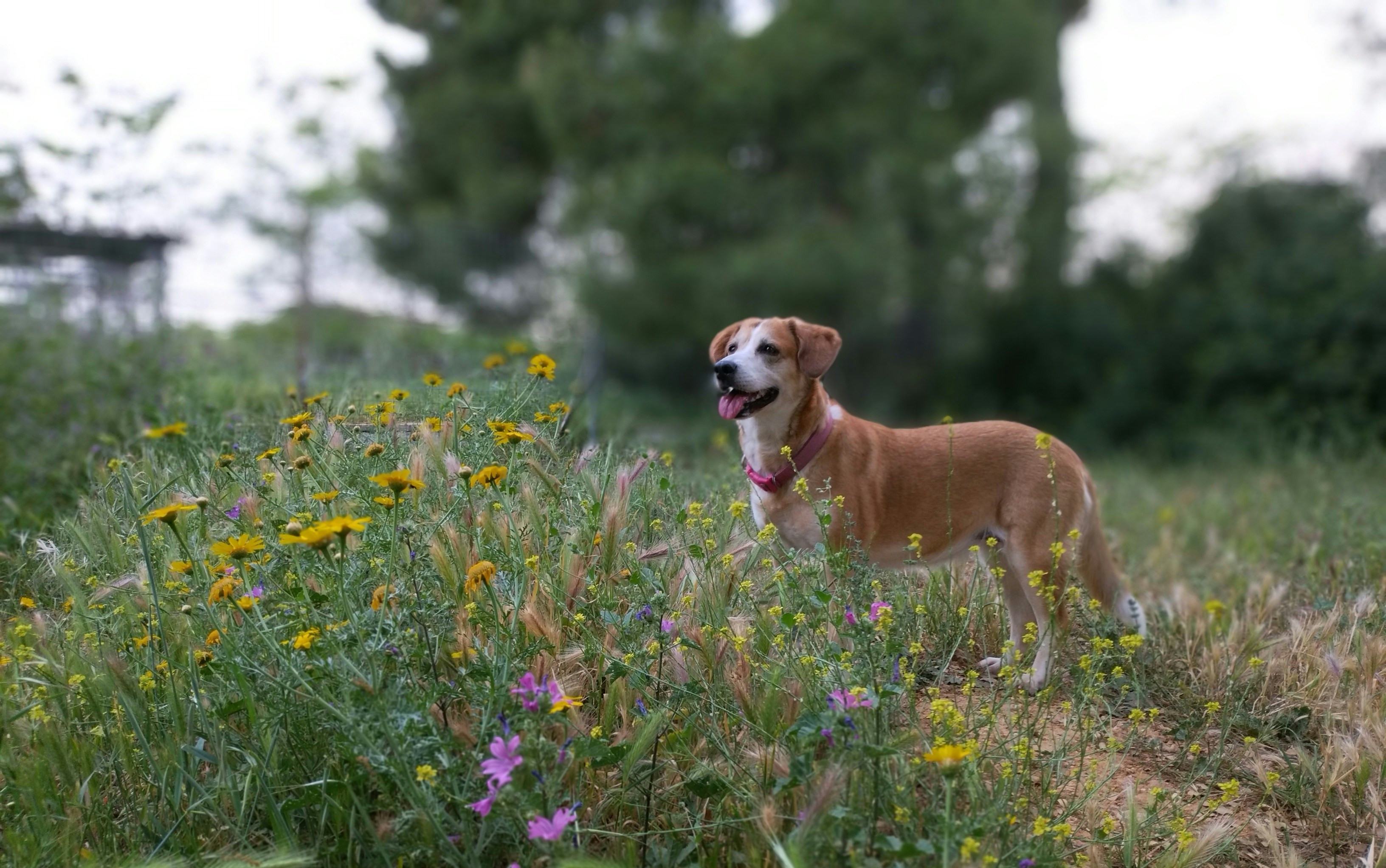 Educateur canin Lons-Le-Saunier