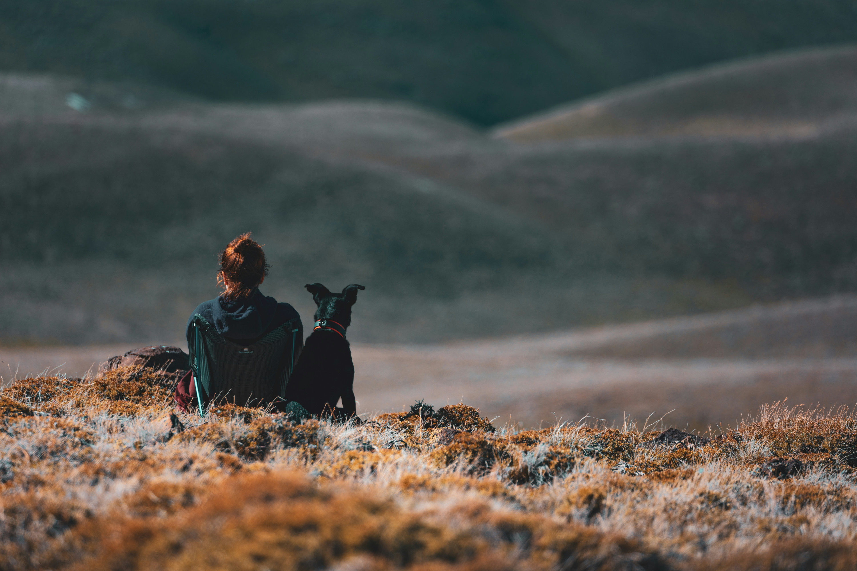 compagnons chien-maître