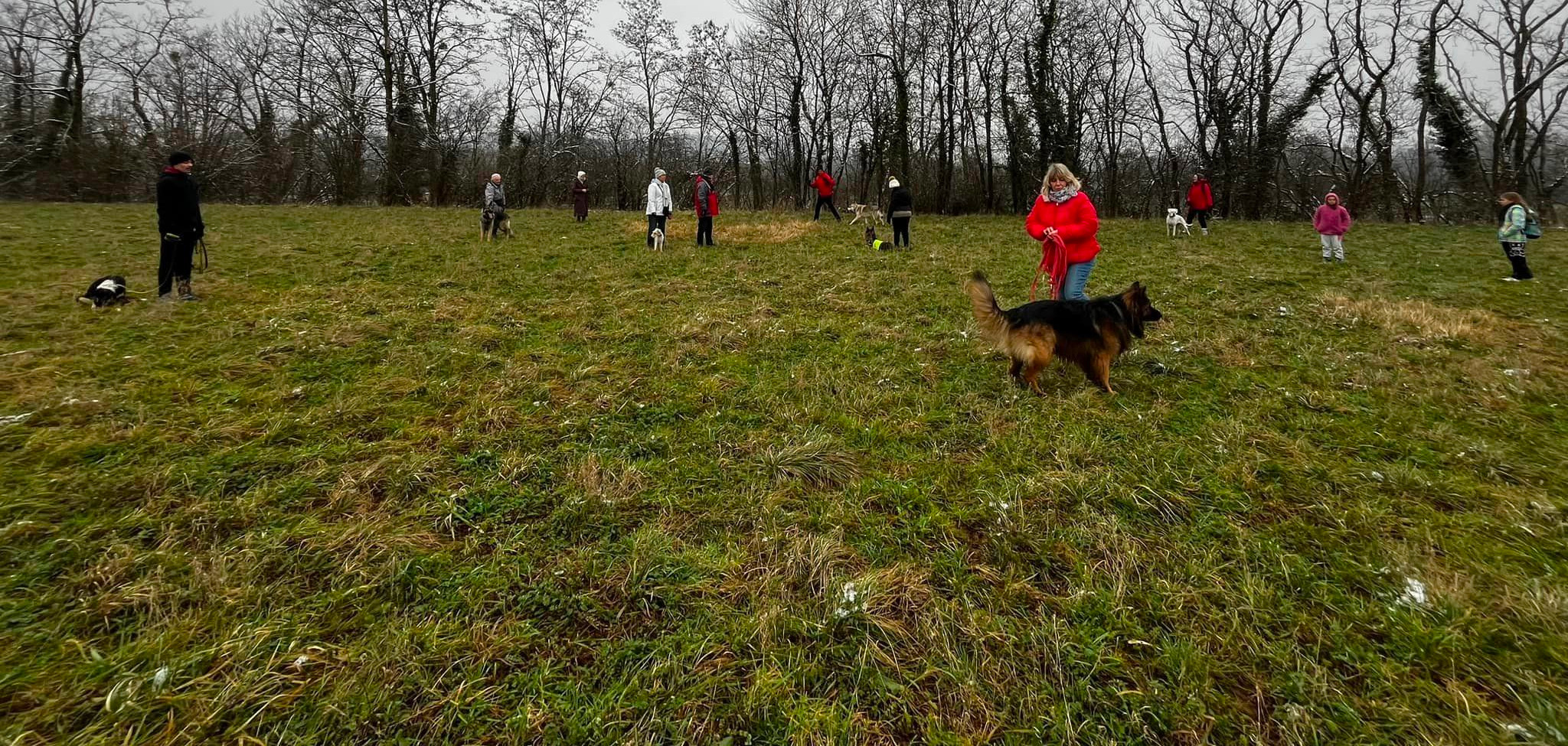 Avis éducateur canin